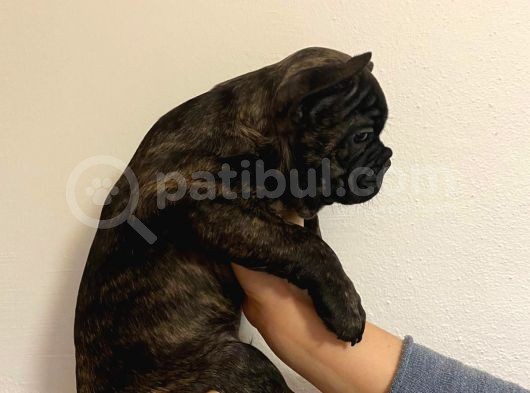 A Kalite French Bulldog
