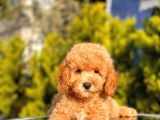2.5 Aylık Erkek Ve Dişi Toy Poodle Yavrular