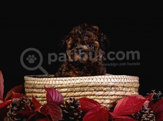 Türkiye’de Tek! Merle Toy Poodle görsel