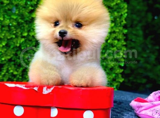 Safkan Pomeranian Boo görsel