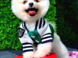 2.5 Aylık Erkek Pomeranian Yavru