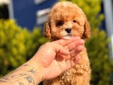 2.5 Aylık Erkek Ve Dişi Toy Poodle Yavrular
