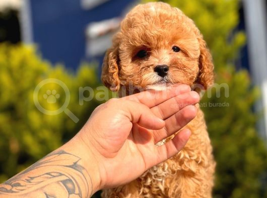 2.5 Aylık Erkek Ve Dişi Toy Poodle Yavrular görsel