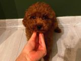 Pasaportlu Redbrown Toy Poodle Yavrumuz