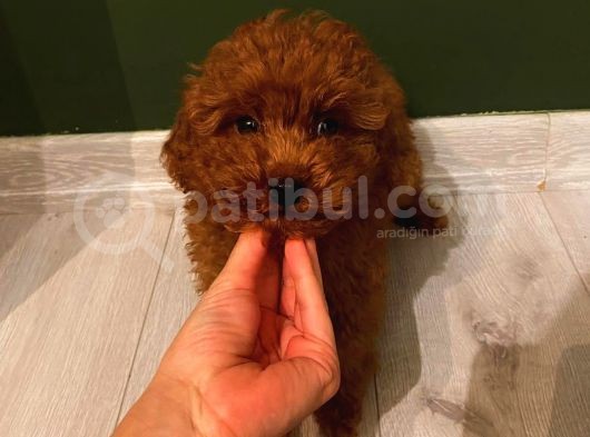 Pasaportlu Redbrown Toy Poodle Yavrumuz
