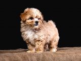 Türkiye’de Tek! Teddy Maltipoo