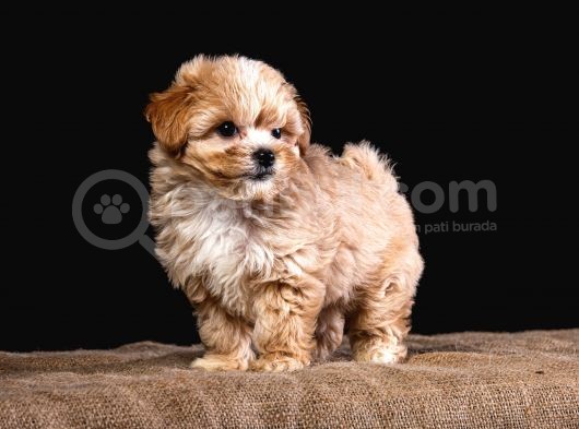 Türkiye’de Tek! Teddy Maltipoo