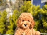 Safkan Toy Poodle Yavrular