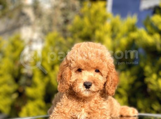 Safkan Toy Poodle Yavrular görsel