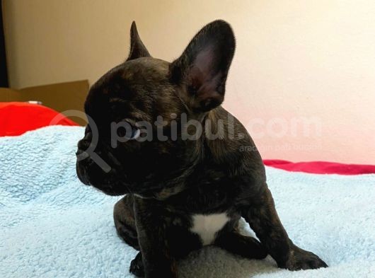A Kalite French Bulldog görsel