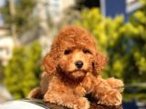 Safkan Red Toy Poodle Bebekler