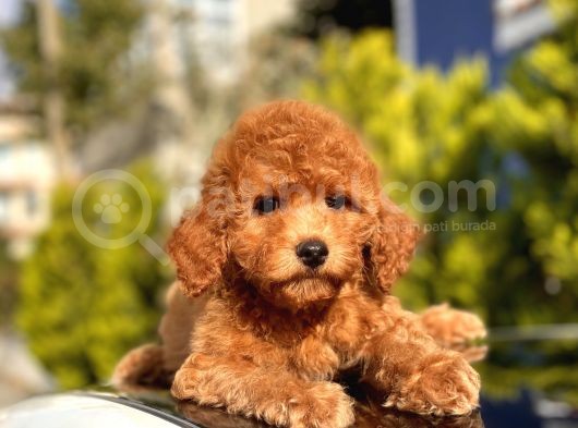Safkan Red Toy Poodle Bebekler görsel