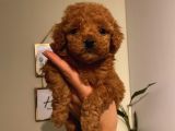 Çocuklara En İyi Arkadaş Poodle Yavrularımız