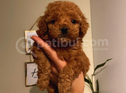 Çocuklara En İyi Arkadaş Poodle Yavrularımız görsel