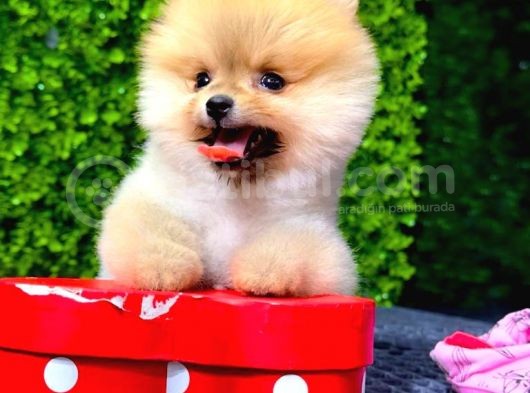 2.5 Aylık Erkek Pomeranian Yavrumuz Sağlıve Irk Garantili görsel