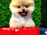 2.5 Aylık Erkek Pomeranian Yavrumuz Sağlıve Irk Garantili