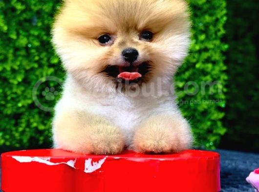 2.5 Aylık Erkek Pomeranian Yavrumuz Sağlıve Irk Garantili