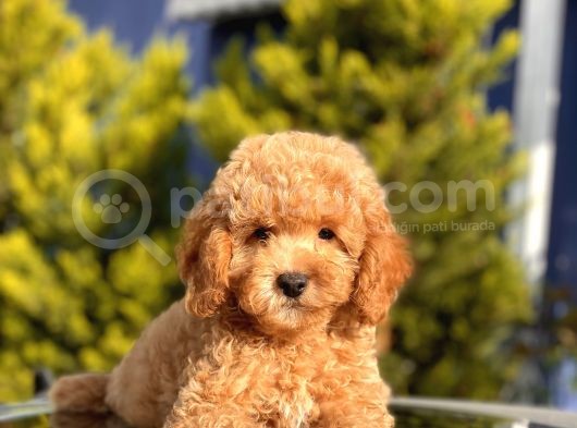 Safkan Toy Poodle Yavrular görsel