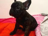 A Kalite French Bulldog