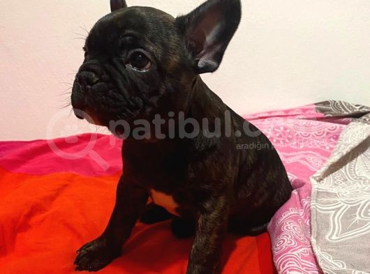 A Kalite French Bulldog görsel