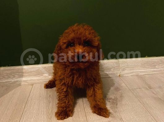 Pasaportlu Redbrown Toy Poodle Yavrumuz görsel
