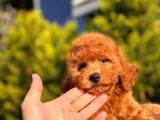 2.5 Aylık Erkek Ve Dişi Toy Poodle Yavrular