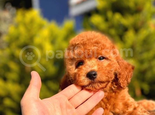 2.5 Aylık Erkek Ve Dişi Toy Poodle Yavrular görsel