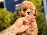 Bebek Surat Toy Poodle Yavrular