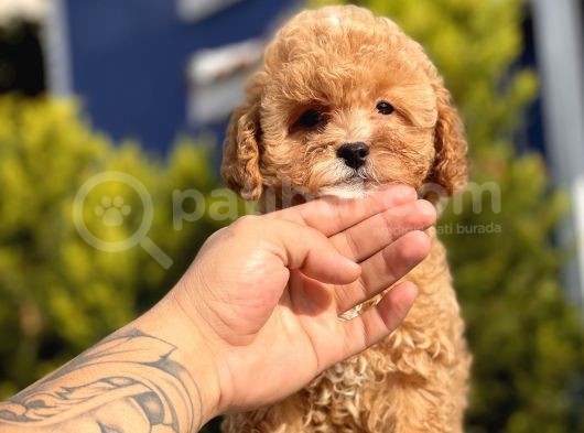 Bebek Surat Toy Poodle Yavrular görsel