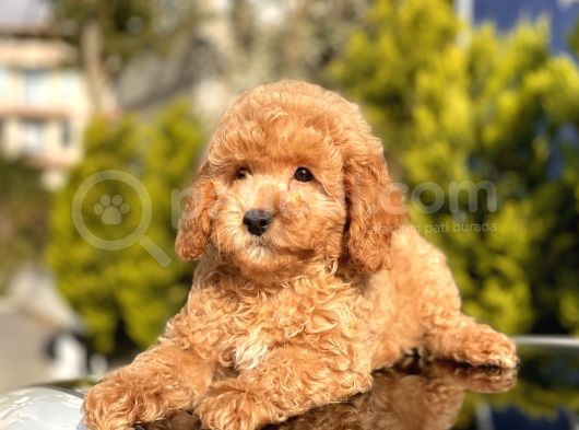 Safkan Toy Poodle Yavrular görsel