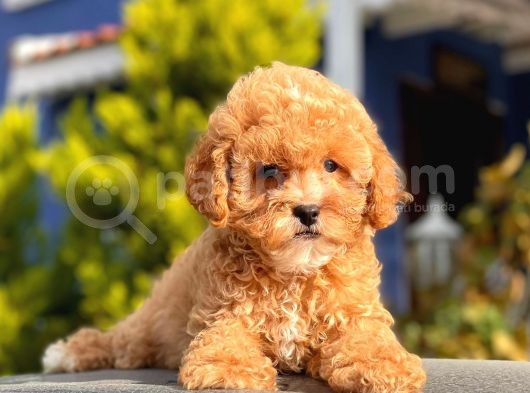 2.5 Aylık Erkek Ve Dişi Toy Poodle Yavrular görsel