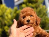 Safkan Red Toy Poodle Bebekler