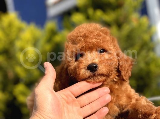 Safkan Red Toy Poodle Bebekler görsel
