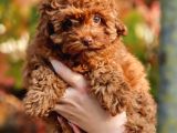 Ton Poodle Yetiştirme Çiftliğinden Red Toy Poodle Dişi