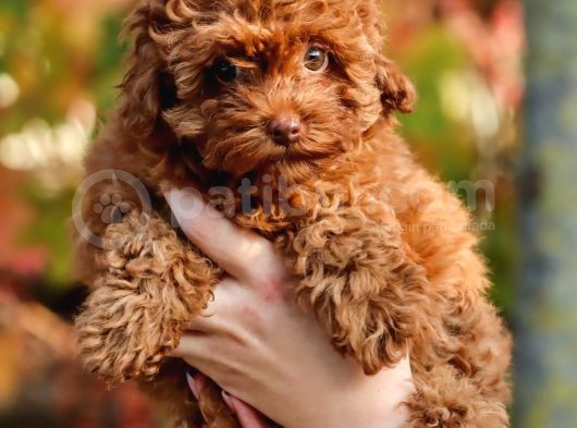 Ton Poodle Yetiştirme Çiftliğinden Red Toy Poodle Dişi