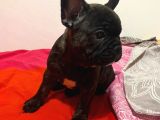 A Kalite French Bulldog