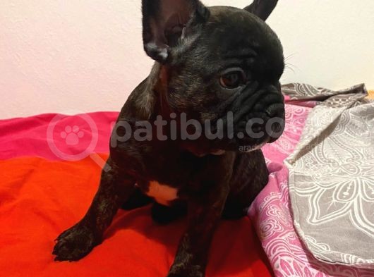 A Kalite French Bulldog görsel