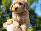 2.5 Aylık Erkek Ve Dişi Toy Poodle Yavrular