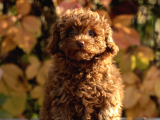 Ton Poodle Yetiştirme Çiftliğinden Red Toy Poodle Dişi