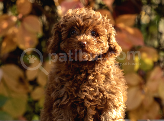Ton Poodle Yetiştirme Çiftliğinden Red Toy Poodle Dişi görsel