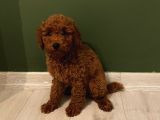 Aşılı Pasaportlu Poodle Yavrularımız