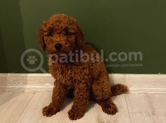 Aşılı Pasaportlu Poodle Yavrularımız görsel
