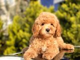 Safkan Toy Poodle Yavrular