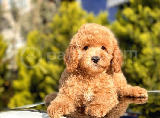 Safkan Toy Poodle Yavrular