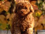 Ton Poodle Yetiştirme Çiftliğinden Red Toy Poodle Dişi