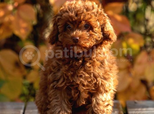 Ton Poodle Yetiştirme Çiftliğinden Red Toy Poodle Dişi görsel
