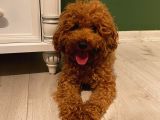 Sağlık Ve Irk Garantili Toy Poodle Yavrularımız