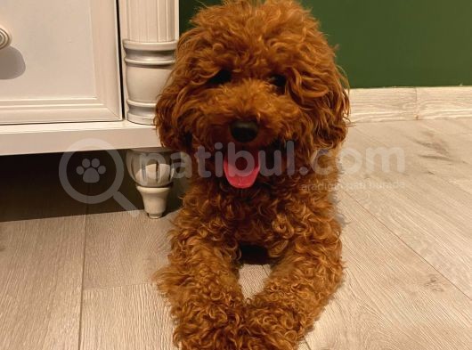 Sağlık Ve Irk Garantili Toy Poodle Yavrularımız görsel