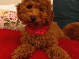 Sağlık Ve Irk Garantili Toy Poodle Yavrularımız