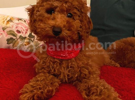 Sağlık Ve Irk Garantili Toy Poodle Yavrularımız görsel